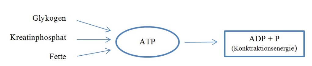 Bildung von ATP
